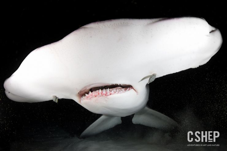 Hammerhead Shark, Up Close and Personal