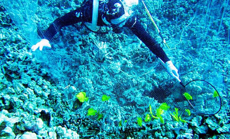 Diver capturing yellow tangs