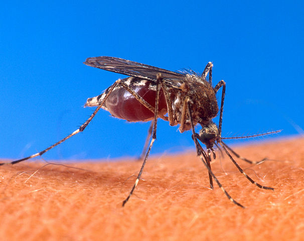 Aedes aegypti mosquito biting human