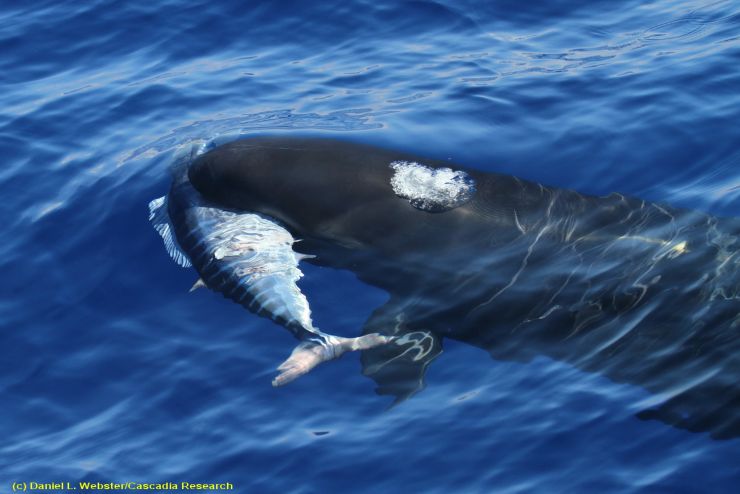False killer whale with ono