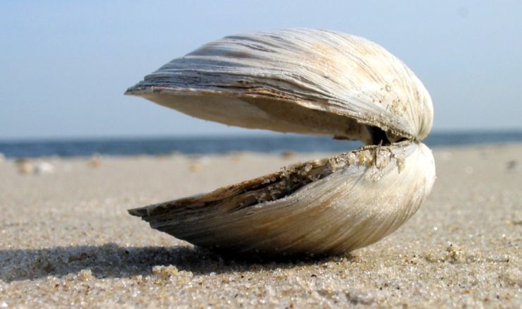 A clam on Sandy Hook beaches, New Jersey